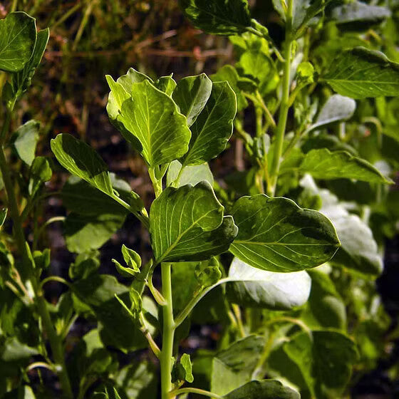 Mexican Papalo Seeds 