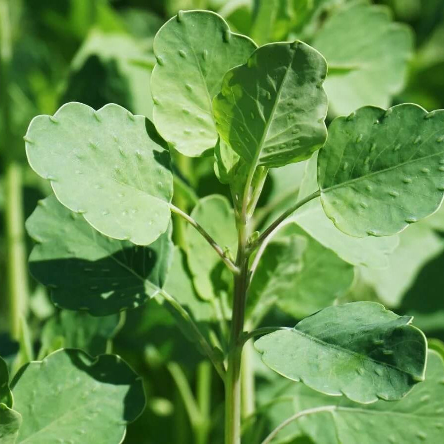Mexican Papalo Seeds 