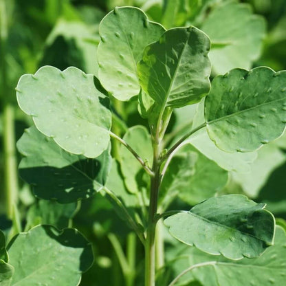 Mexican Papalo Seeds 