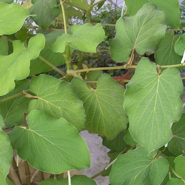 Mexican Pepperleaf Seeds - Herbal Plant