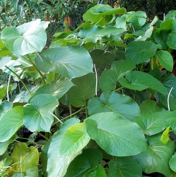 Mexican Pepperleaf Seeds - Herbal Plant