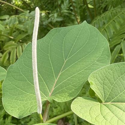 Mexican Pepperleaf Seeds - Herbal Plant