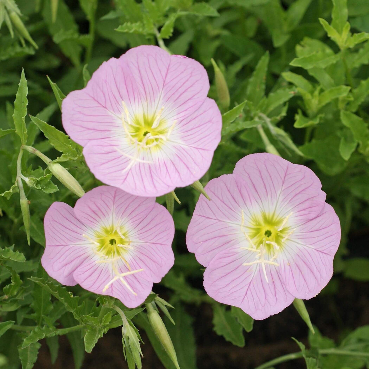 Mexican Primrose Seeds