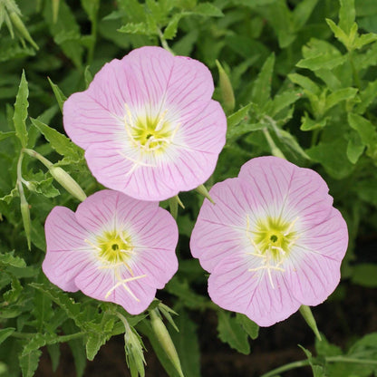 Mexican Primrose Seeds