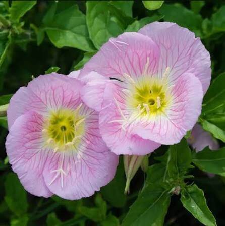 Mexican Primrose Seeds