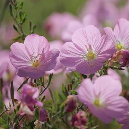 Mexican Primrose Seeds