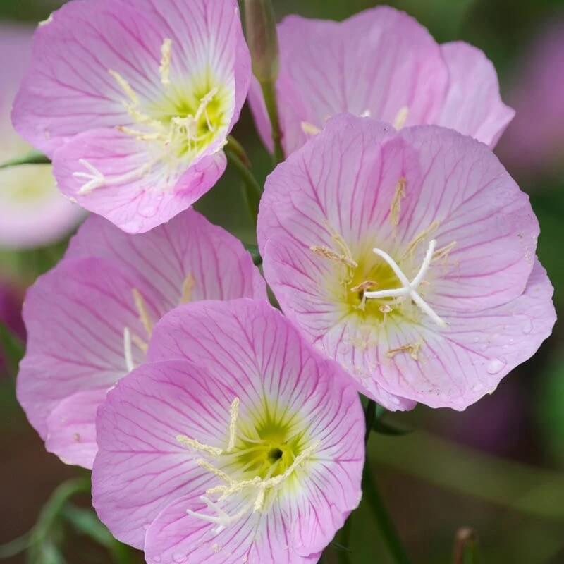 Mexican Primrose Seeds
