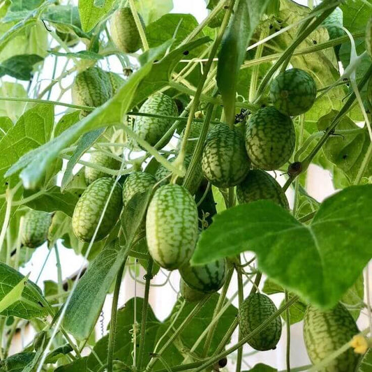 Mexican Sour Gherkin Seeds