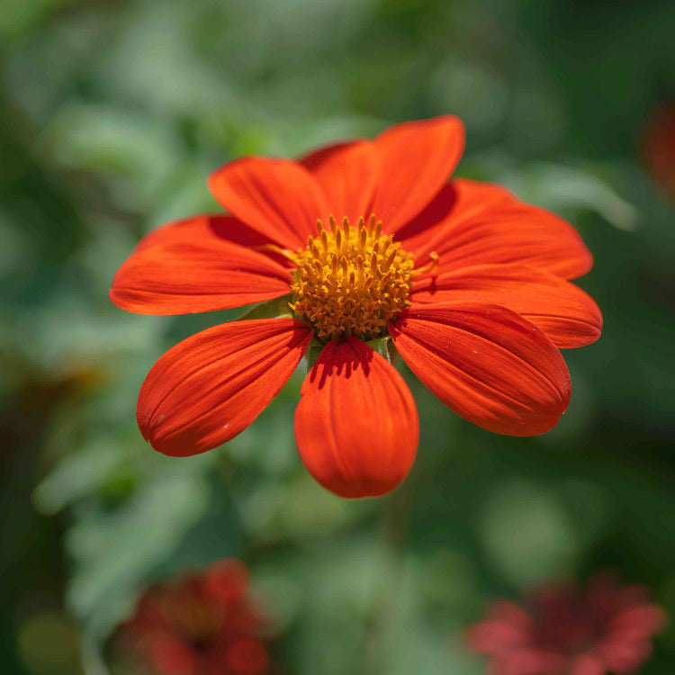 Mexican Sunflower Seeds - Flower Plant
