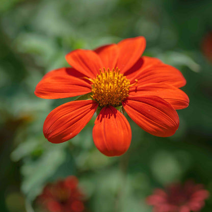 Mexican Sunflower Seeds - Flower Plant