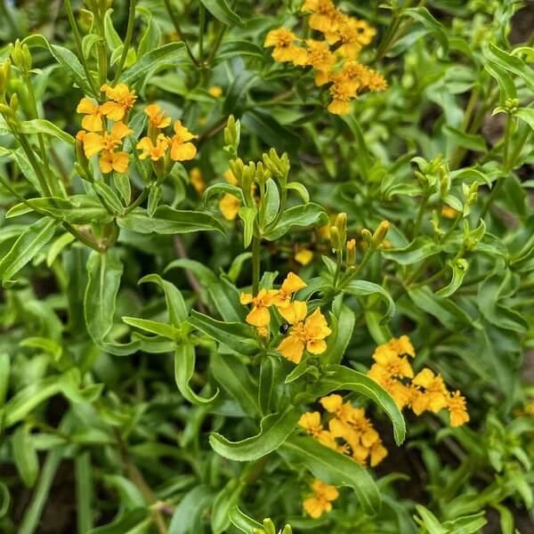 Mexican Tarragon Seeds - Herbal Plant