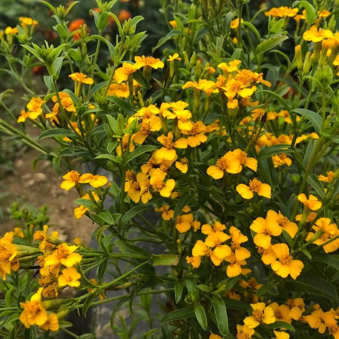 Mexican Tarragon Seeds - Herbal Plant