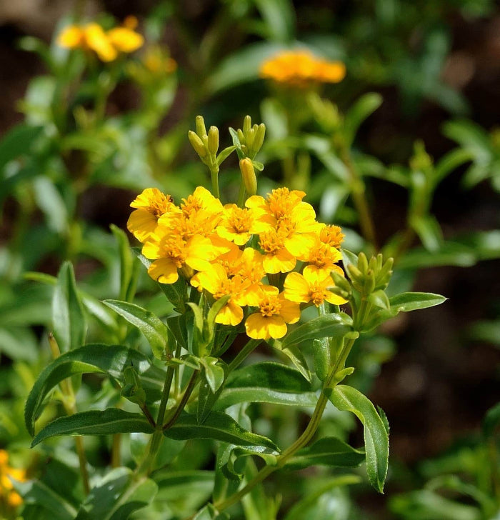 Mexican Tarragon Seeds - Herbal Plant