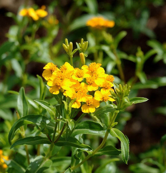 Mexican Tarragon Seeds - Herbal Plant