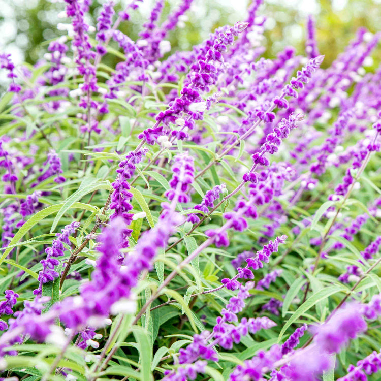 Mexican bush sage seeds - Vegetable Plant