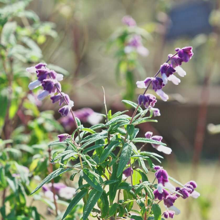 Mexican bush sage seeds - Vegetable Plant