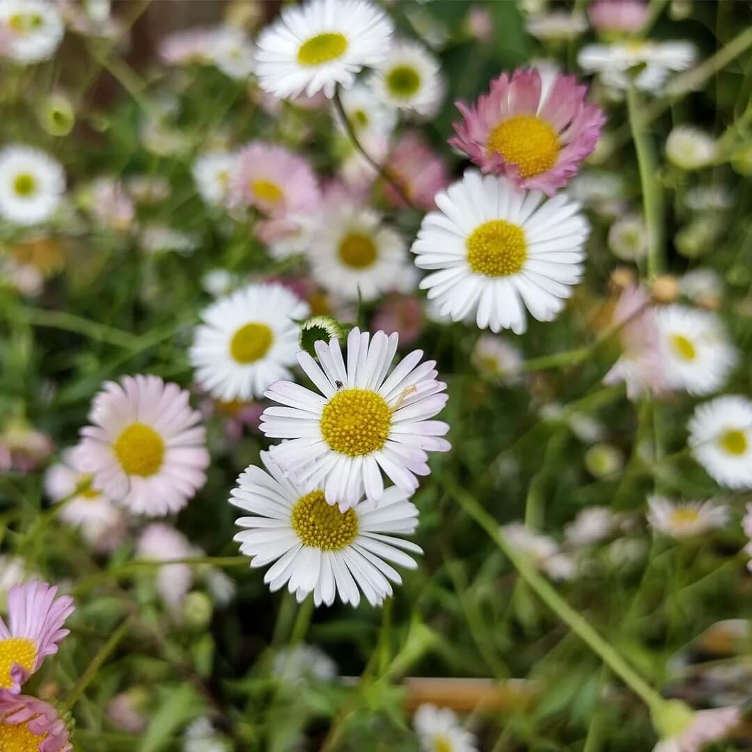 Mexican fleabane Santa Barbara Daisy Seeds