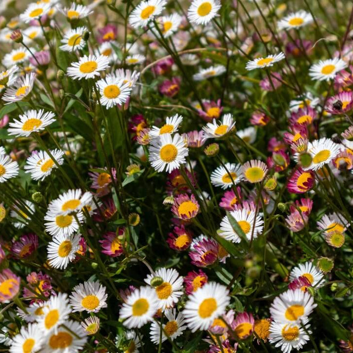 Mexican fleabane Santa Barbara Daisy Seeds