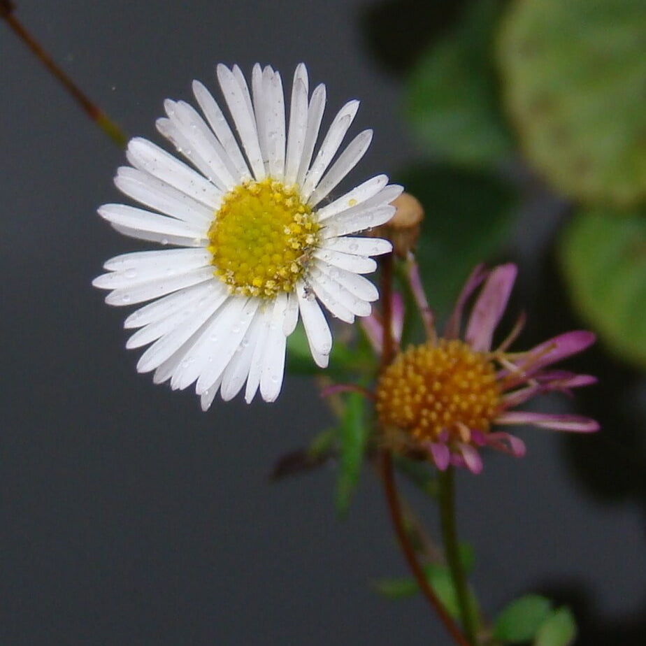 Mexican fleabane Santa Barbara Daisy Seeds