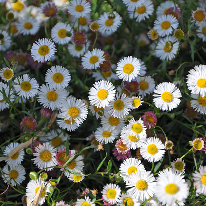 Mexican fleabane Santa Barbara Daisy Seeds