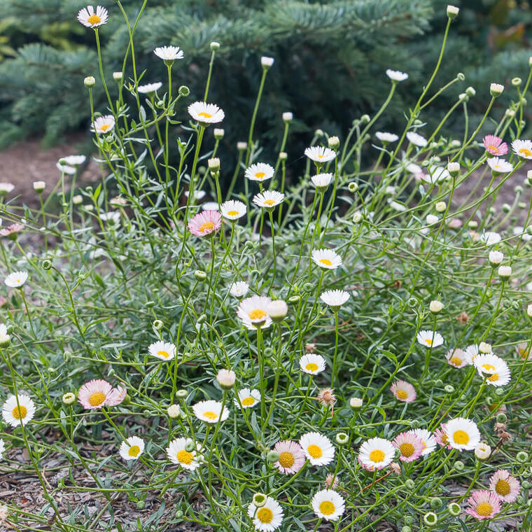 Mexican fleabane Santa Barbara Daisy Seeds