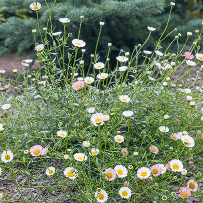 Mexican fleabane Santa Barbara Daisy Seeds