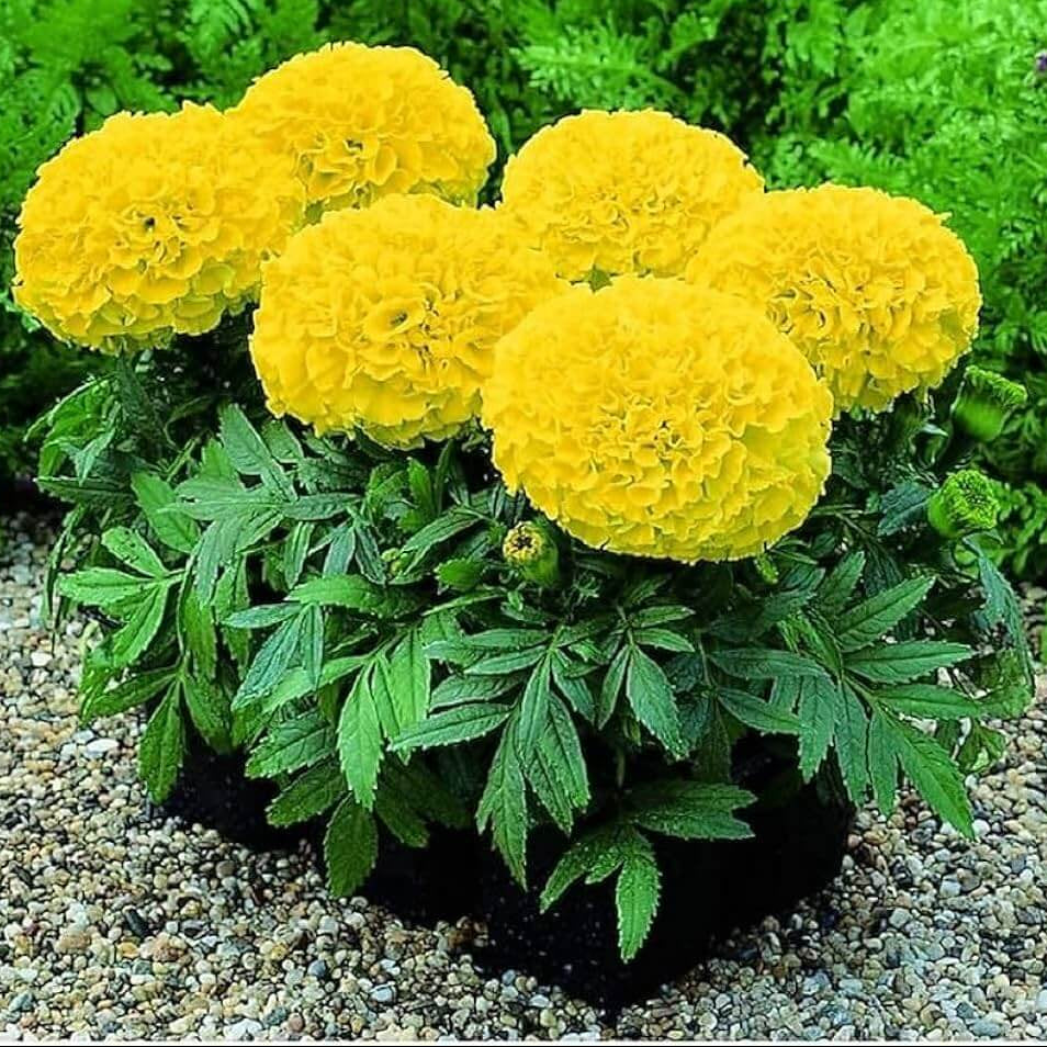 Mexican marigold Seeds - Flower Plant