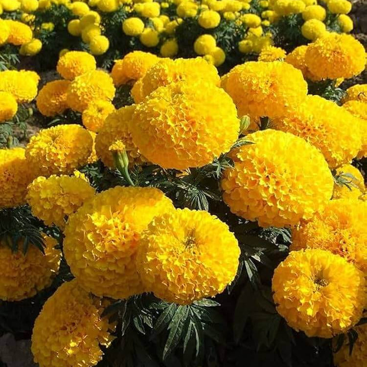 Mexican marigold Seeds - Flower Plant