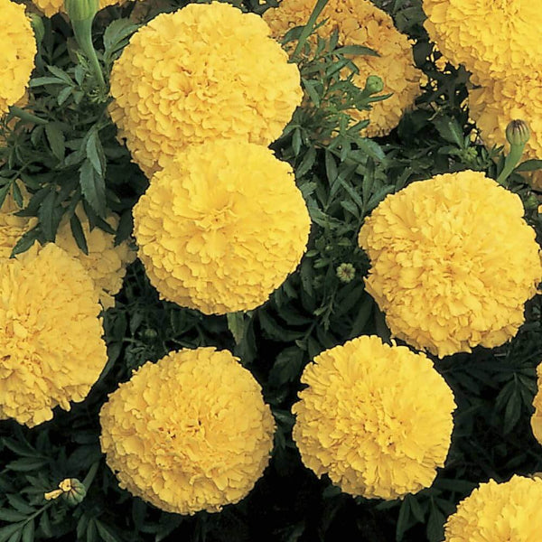 Mexican marigold Seeds - Flower Plant