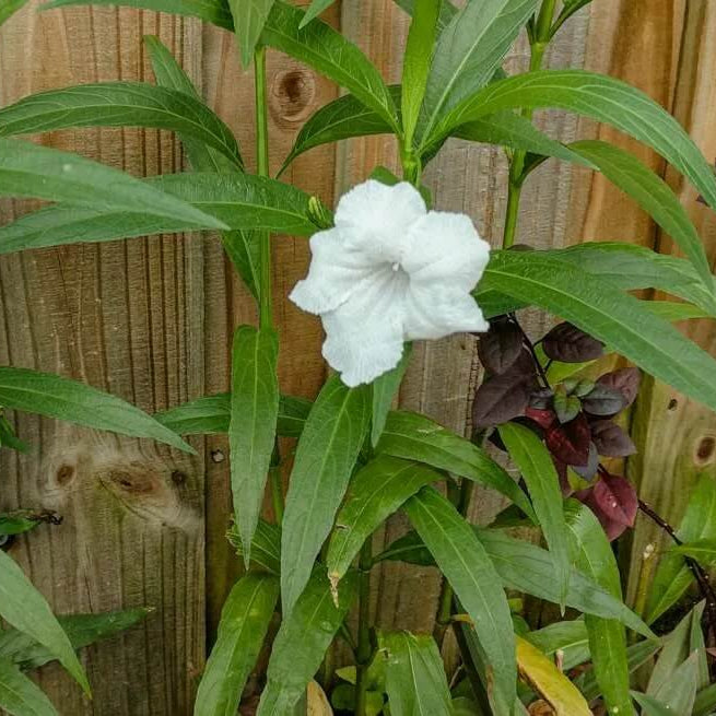 Mexican petunia seeds - Flower Plant