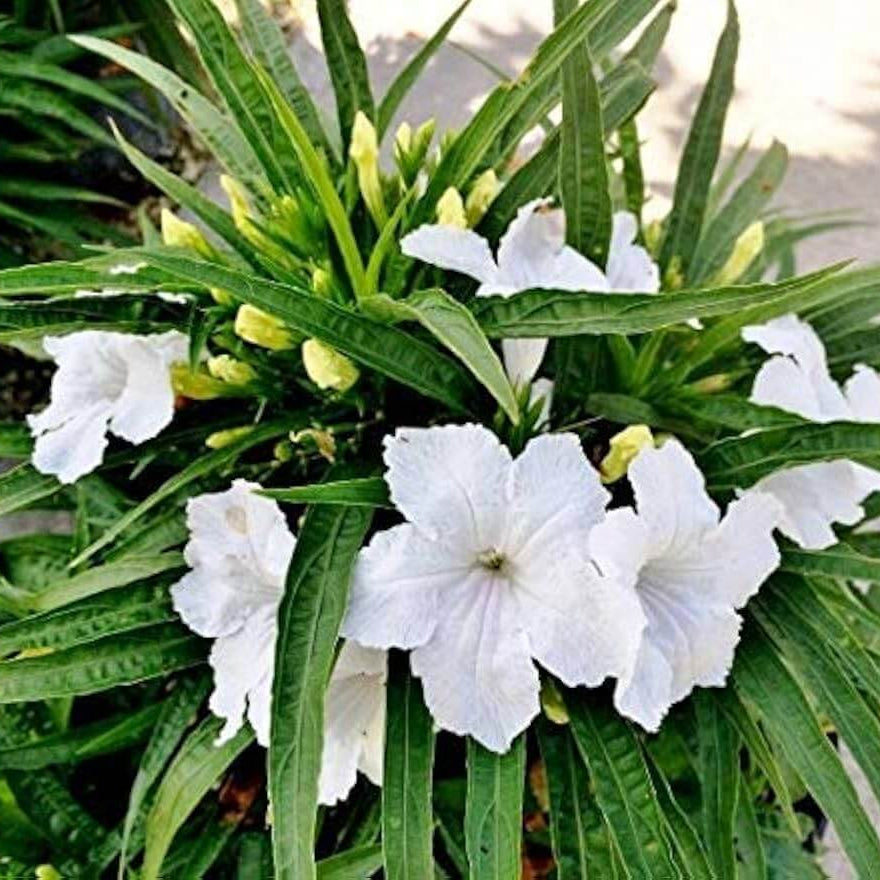 Mexican petunia seeds - Flower Plant
