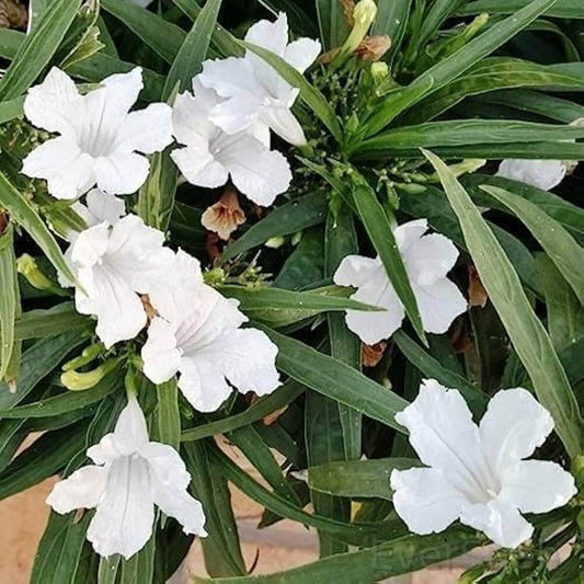 Mexican petunia seeds - Flower Plant