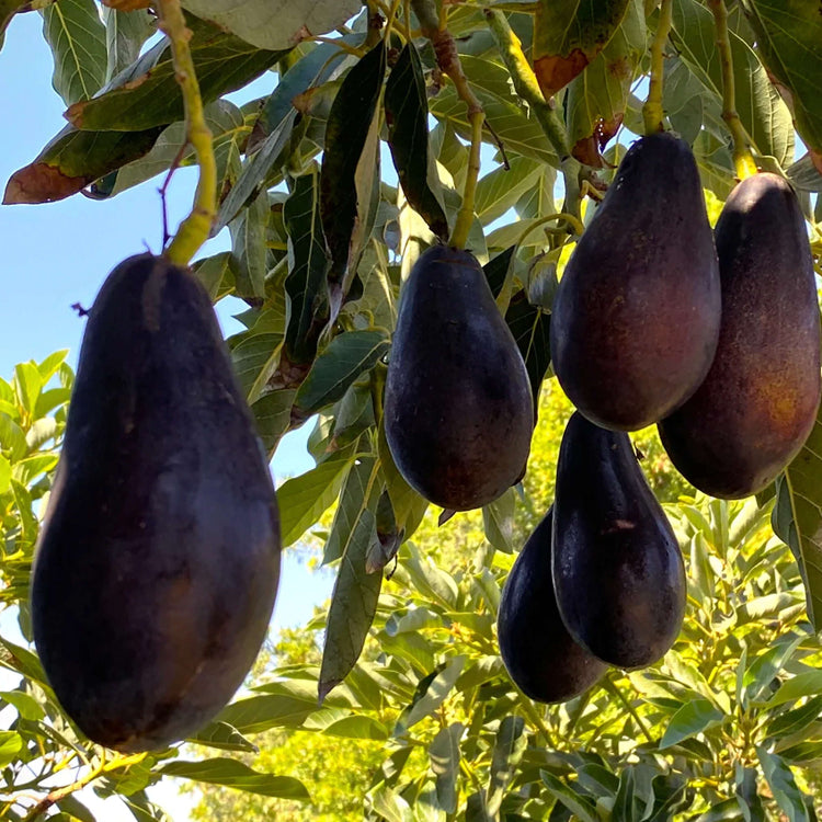 Mexicola Avocado Seeds