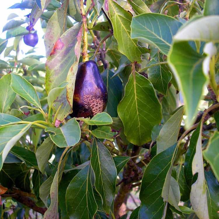 Mexicola Avocado Seeds