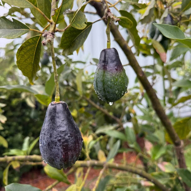 Mexicola Avocado Seeds