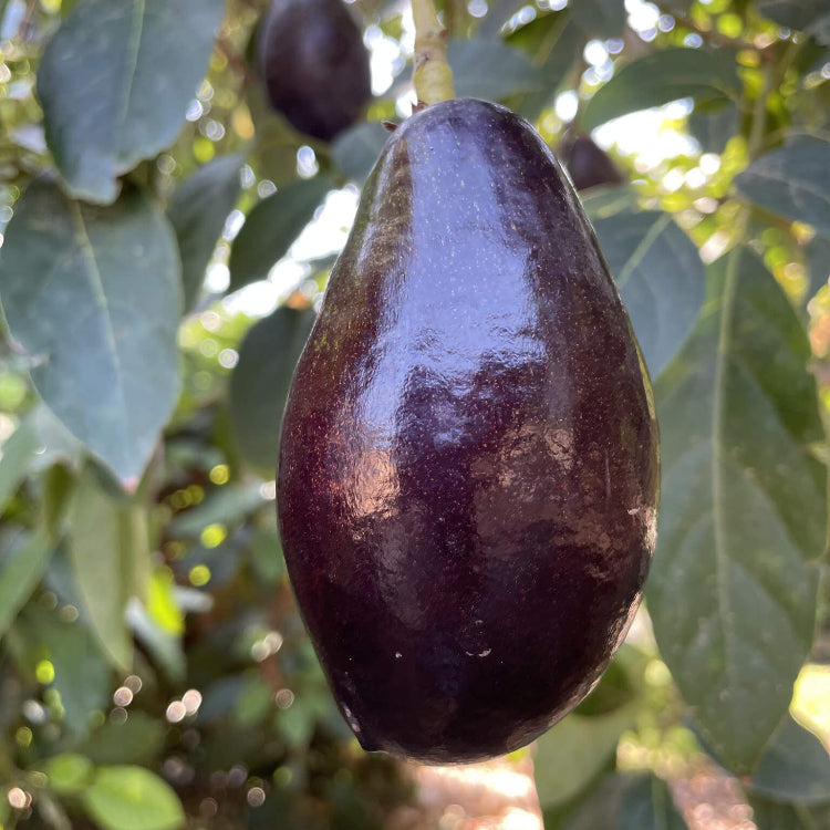 Mexicola Avocado Seeds