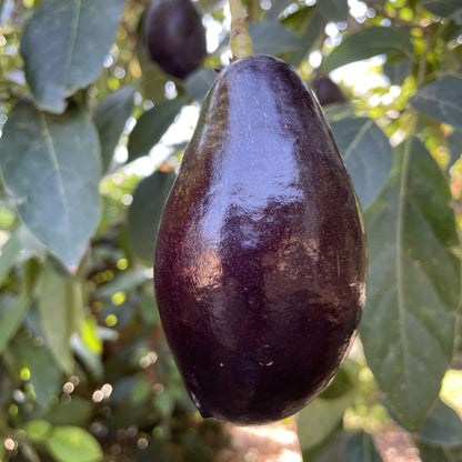Mexicola Avocado Seeds