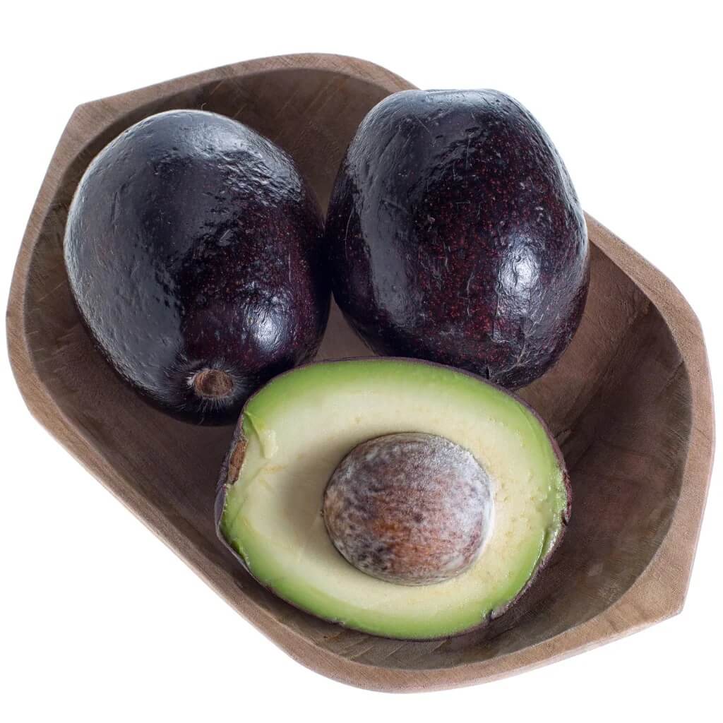 Mexicola Avocado Seeds