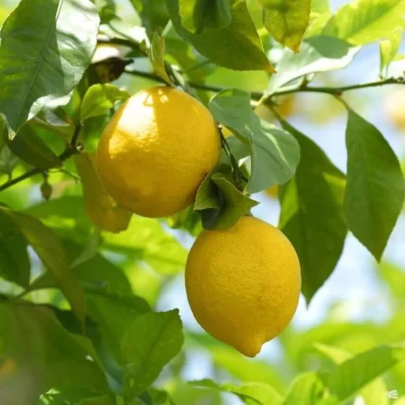 Meyer Lemon Seeds