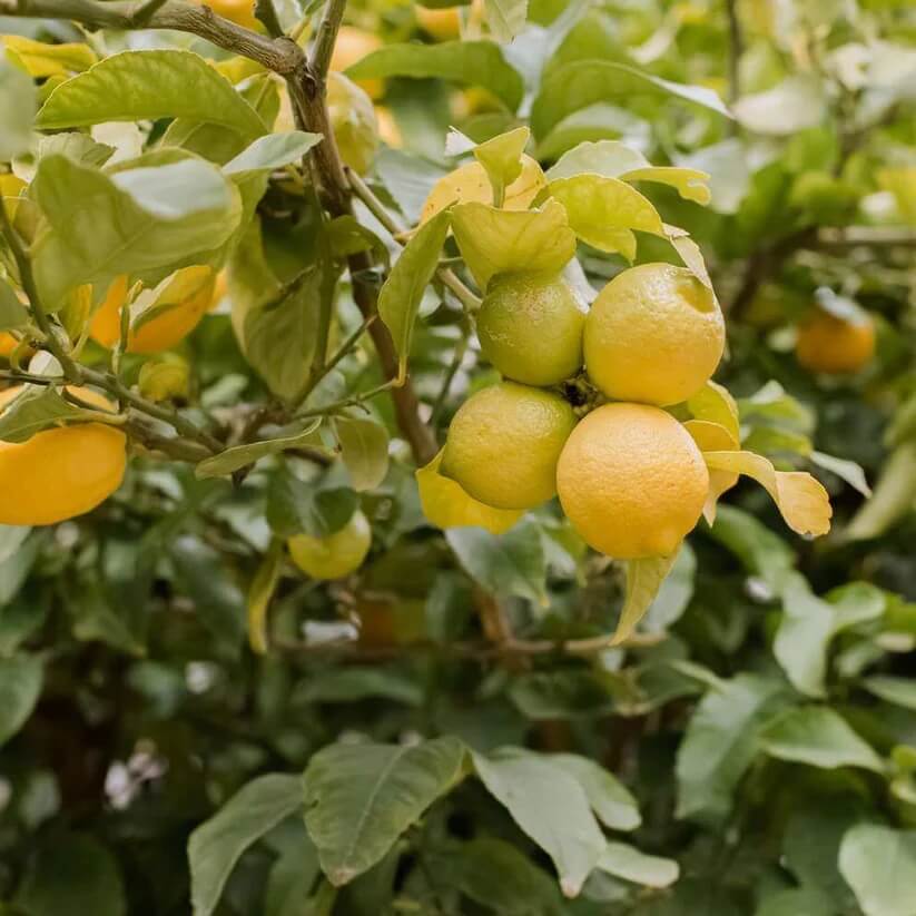 Meyer Lemon Seeds