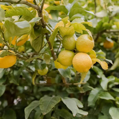 Meyer Lemon Seeds