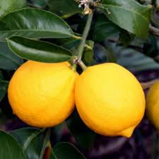 Meyer Lemon Seeds - Fruit Plant