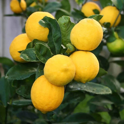 Meyer Lemon Seeds - Fruit Plant