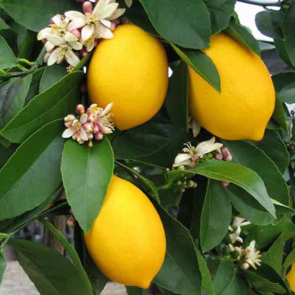 Meyer Lemon Seeds - Fruit Plant