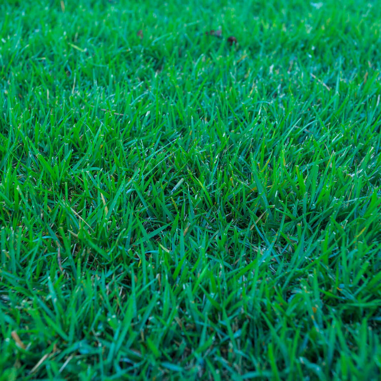 Meyer Zoysia Z-52 Seeds 