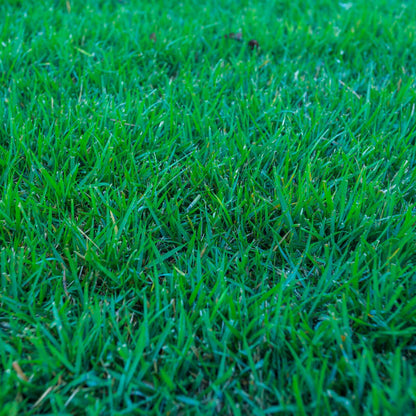 Meyer Zoysia Z-52 Seeds 