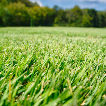 Meyer Zoysia Z-52 Seeds 