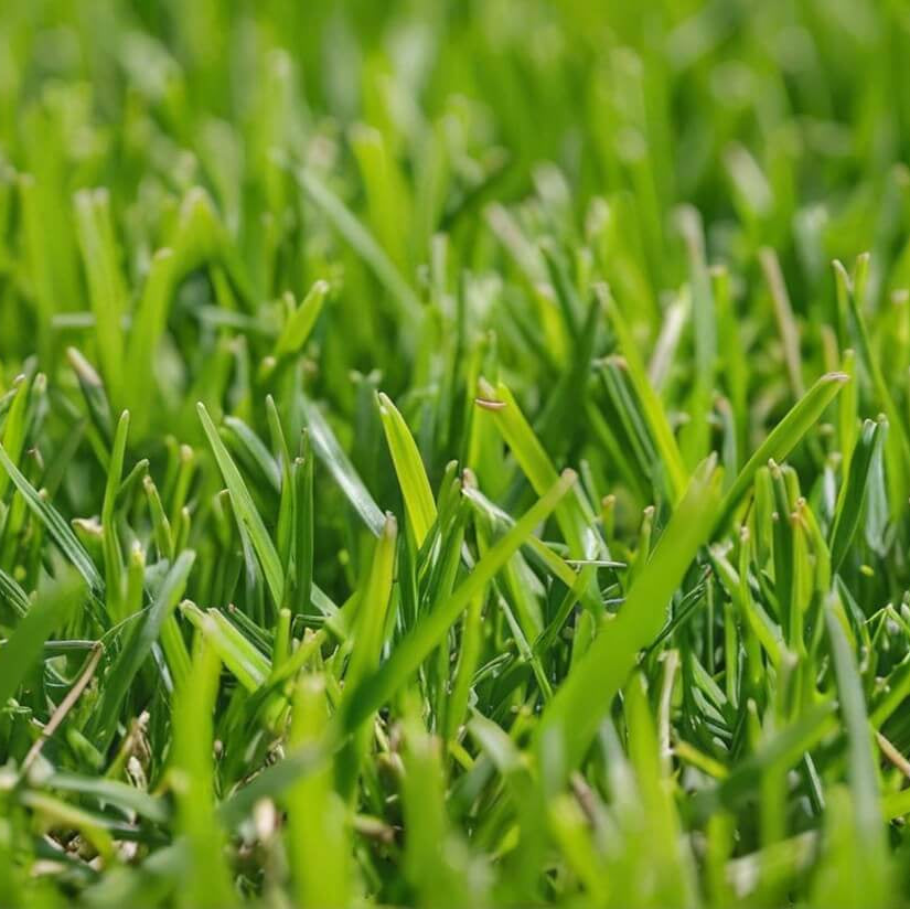 Meyer Zoysia Z-52 Seeds 