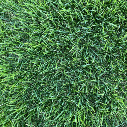 Meyer Zoysia Z-52 Seeds 