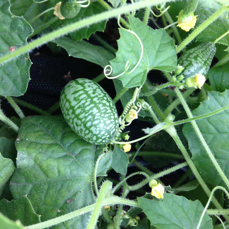 Mice Melon Seeds - Heirloom Vegetable Plant for Home Gardens